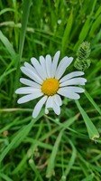Sommermärchen